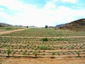 100 ha of Hoodia are cultivated from the farm nursery